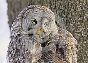 Great Grey Owl portrait in the forest