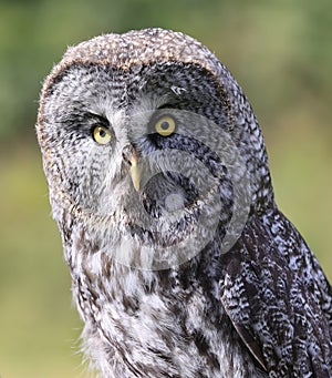 Great Grey Owl portrait in the forest