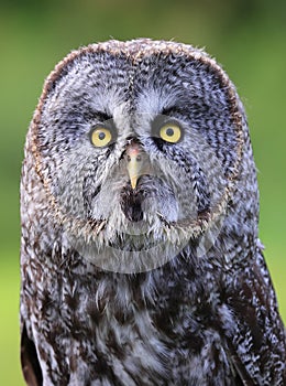 Great Grey Owl portrait in the forest, Quebec