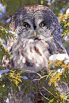 Great Grey Owl portrait surrounded by a fir tree branches, Quebec