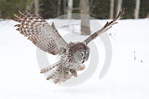 Great grey owl (Strix nebulosa) hunting over a snow covered field in Canada