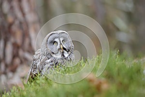 Great grey owl shout in grass