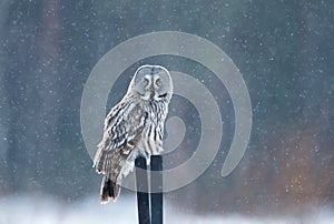 Great grey owl sitting on the post in the falling snow