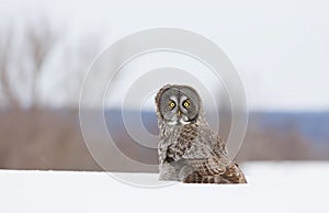 Great grey owl (Strix nebulosa) hunting on a snow covered field in Canada