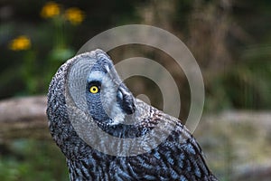 Great grey owl at Skansen open air museum