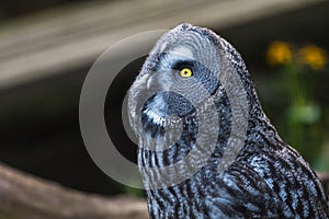 Great grey owl at Skansen open air museum