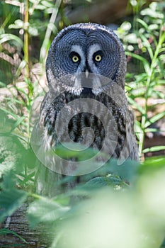 Great Grey Owl Skansen Park Stockholm Sweden photo