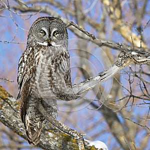 Great Grey owl