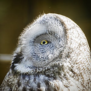 Great Grey Owl Strix Nebulosa