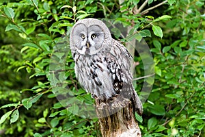 The great grey owl - Strix nebulosa