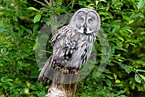 The great grey owl - Strix nebulosa