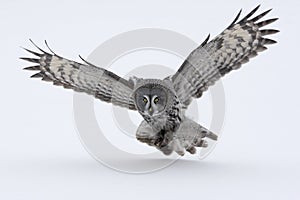 Great-grey owl, Strix nebulosa