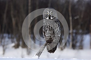 Great-grey owl, Strix nebulosa