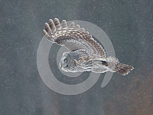 Great Grey Owl (Strix nebulosa)