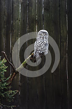 Great Grey Owl (Strix nebulosa)