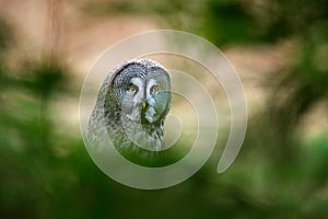 Great grey owl, Strix nebulosa, bird hiden in the forest. Owl sitting on old tree trunk with grass, portrait with yellow eyes.