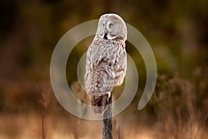 Great grey owl, Strix nebulosa, bird hunting on the meadow, sitting on old tree trunk with grass, portrait with yellow eyes