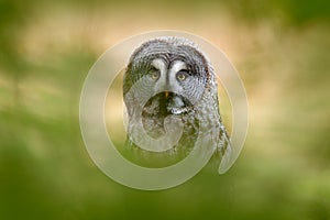 Great grey owl, Strix nebulosa, bird hunting on the meadow, sitting on old tree trunk with grass, portrait with yellow eyes