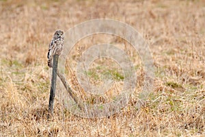 Great grey owl, Strix nebulosa, bird hunting on the meadow, sitting on old tree trunk with grass, portrait with yellow eyes