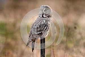Great grey owl, Strix nebulosa, bird hunting on the meadow, sitting on old tree trunk with grass, portrait with yellow eyes