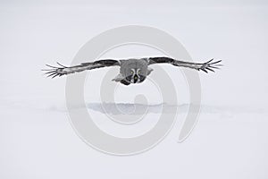 Great-grey owl, Strix nebulosa photo
