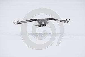 Great-grey owl, Strix nebulosa