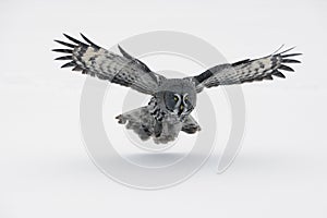 Great-grey owl, Strix nebulosa