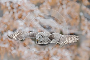 Great Grey Owl, Strix nebulosa, flying bird in the white snow trees with orange autumn forest background