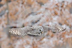 Great Grey Owl, Strix nebulosa, flying bird in the white snow trees with orange autumn forest background
