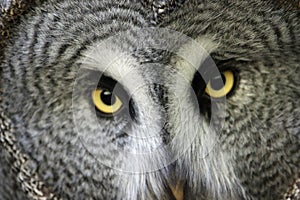 Great grey owl with staring eyes