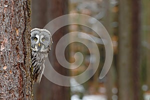 Great grey owl, Strix nebulosa, hidden of tree trunk in the winter forest, portrait with yellow eyes photo