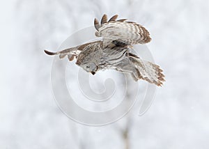 Great Grey Owl (Strix nebulosa) hunting