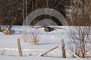 Great grey owl (Strix nebulosa) hunting over a snow covered field in Canada