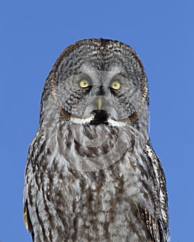 A Great grey owl, Strix nebulosa isolated against a blue background perched in a tree hunting in Canada