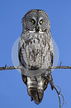 A Great grey owl, Strix nebulosa isolated against a blue background perched in a tree hunting in Canada