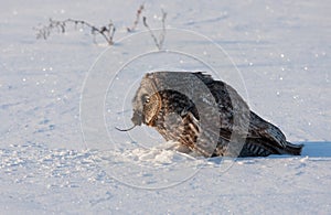 Great grey owl (Strix nebulosa) isolated against a white background catches it prey on a snow covered field in Canada