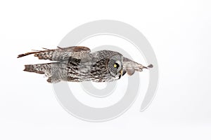 Great grey owl (Strix nebulosa) isolated against a white background hunting over a snow covered field in Canada