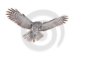 Great grey owl (Strix nebulosa) isolated against a white background hunting over a snow covered field in Canada