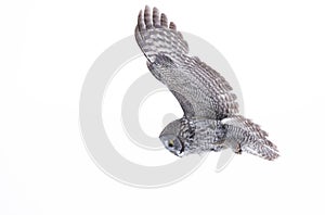 Great grey owl (Strix nebulosa) isolated against a white background hunting over a snow covered field in Canada