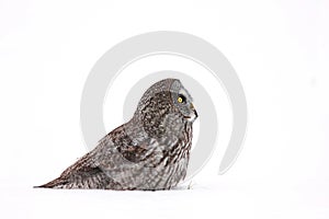 Great grey owl (Strix nebulosa) isolated against a white background hunting on a snow covered field in Canada