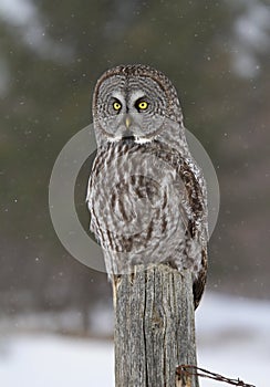 A Great grey owl Strix nebulosa perched on an old fence post in winter in Canada