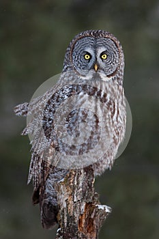 Great grey owl (Strix nebulosa) perched on a post hunting over a snow covered field in Canada