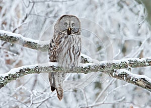 Great Grey Owl Strix nebulosa perched on a tree