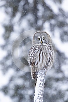 Great grey owl, Strix nebulosa perched on a tree trunk