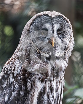 Great Grey Owl, Strix nebulosa. Portrait