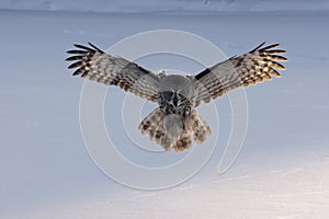 Great-grey owl, Strix nebulosa photo