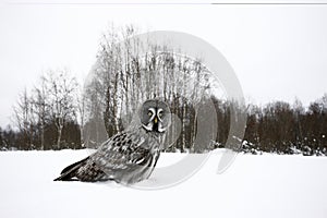 Great-grey owl, Strix nebulosa