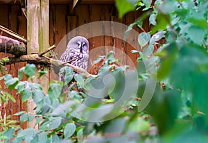 Great grey owl Strix nebulosa sitting on the branch