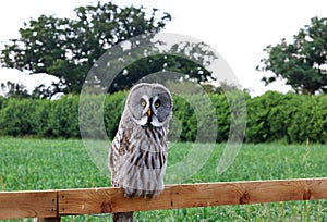 Great grey owl. (Strix nebulosa). Sitting on a fence in the countryside.