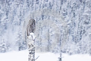 Great Grey Owl Strix nebulosa sitting on an old Birch stump